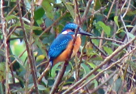 1105-Kingfisher2-450