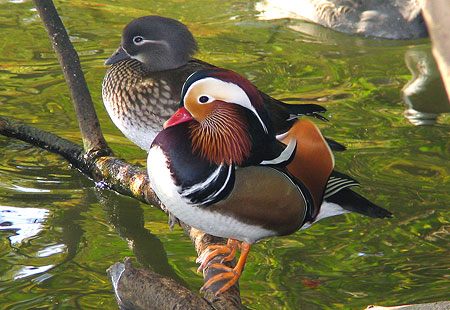 1105-Mandarin Duck-Pair-450