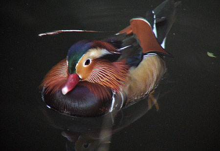 1105-Mandarin Duck2-450