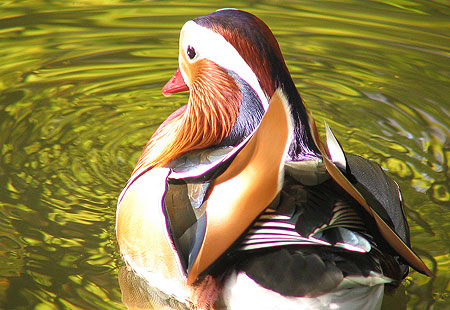 1105-Mandarin Duck3-450