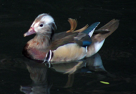 1105-Mandarin Duck Imm-450