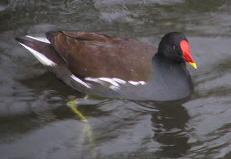1106-Common Moorhen-450