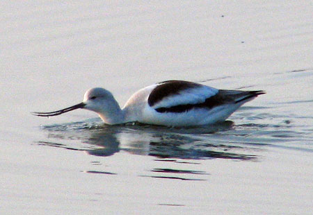 1205-American Avocet-450