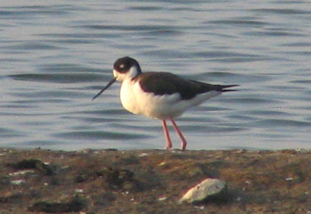 1205-Black-Necked Stilt-450