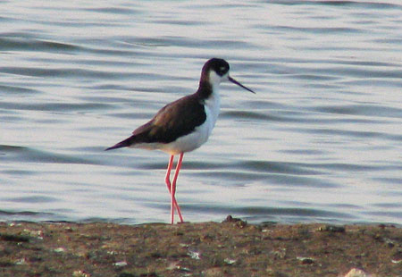 1205-Black-Necked Stilt2-45