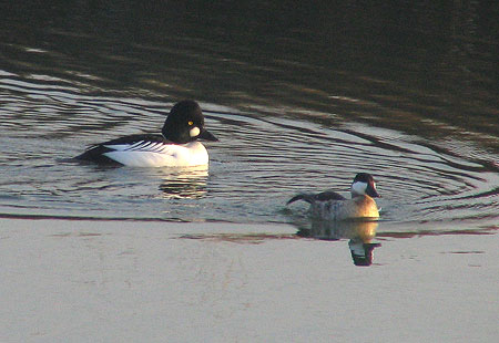 1205-Common Goldeneye-450