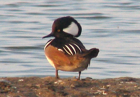 1205-Hooded Merganser-450