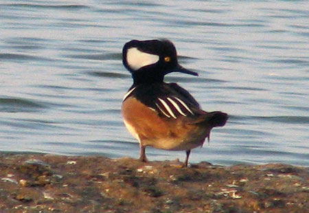 1205-Hooded Merganser2-450