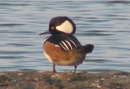 1205-Hooded Merganser3-450