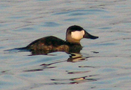 1205-Ruddy Duck-450