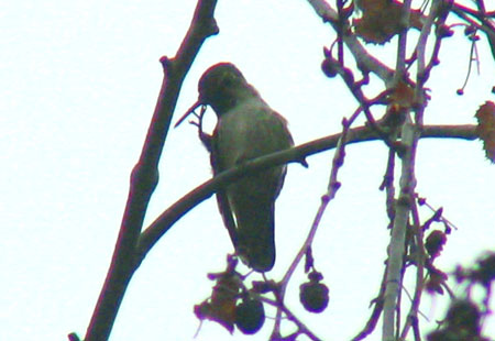 120612-Hummingbird1-450
