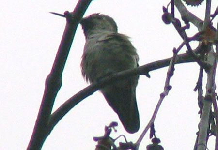 120612-Hummingbird2-450