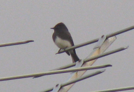 121206-Blackphoebe1-450