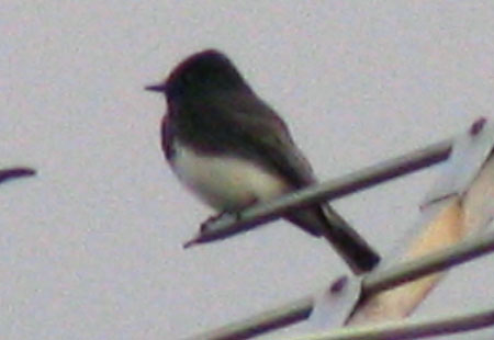 121206-Blackphoebe2-450
