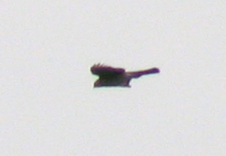 121206-Hawk-450