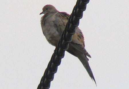 121206-Mourningdove-450