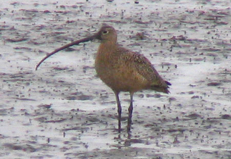 121406-Long-Billed Curlew-450