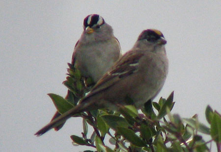 121406-White-Crowned Sparrow1-450
