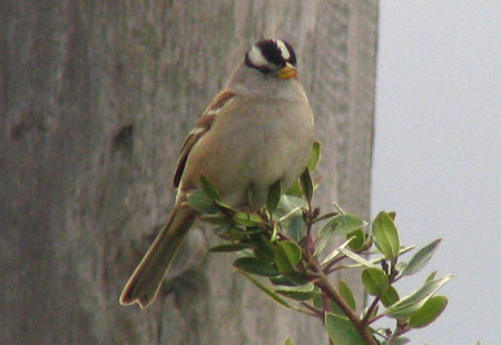 121406-White-Crowned Sparrow2-450