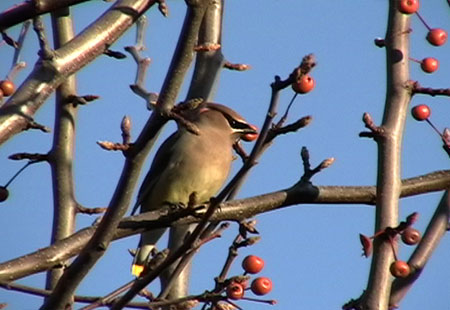 121806-Cedar Waxwing1-450
