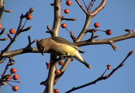 121806-Cedar Waxwing2-450