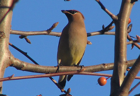121806-Cedar Waxwing3-450