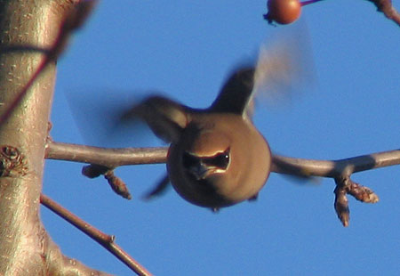 121806-Cedar Waxwing4-450