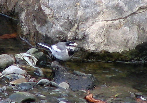 205-Blackbackedwagtail-500