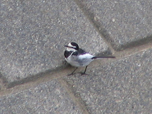 205-Blackbackedwagtail2-500