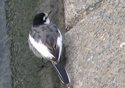 205-Blackbackedwagtail6-500