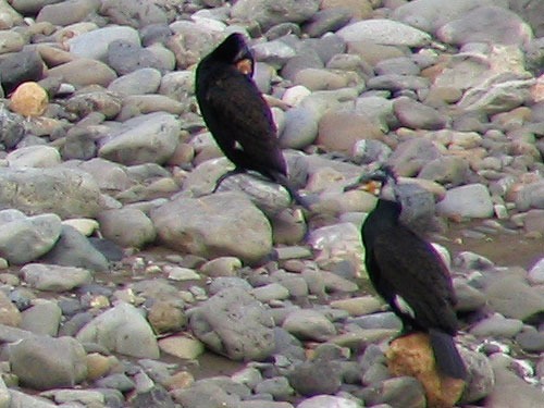 205-Greatcormorant-500