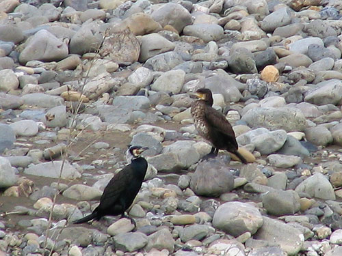 205-Greatcormorant2-500