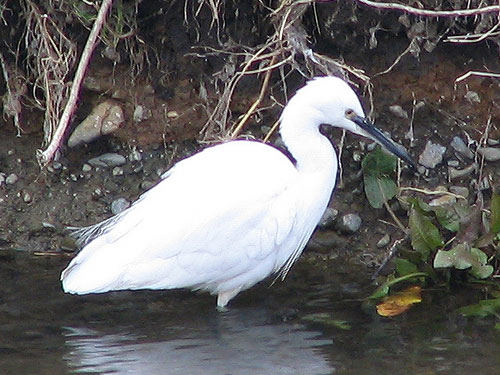 205-Littleegret3-500