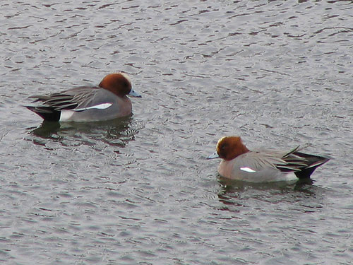 205-Wigeon1-500