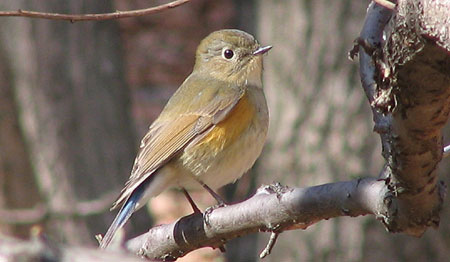 205Bird03A-Red-Flanked-Bluetail
