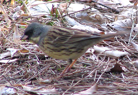 305-Blackfacedbunting-450