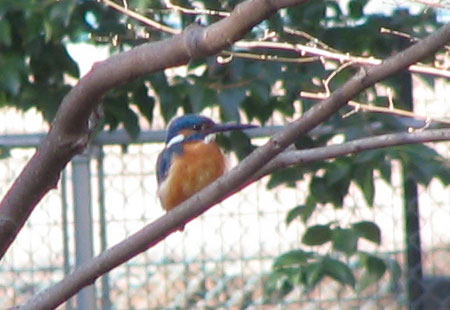 305-Commonkingfisher-450