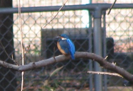 305-Commonkingfisher1-450