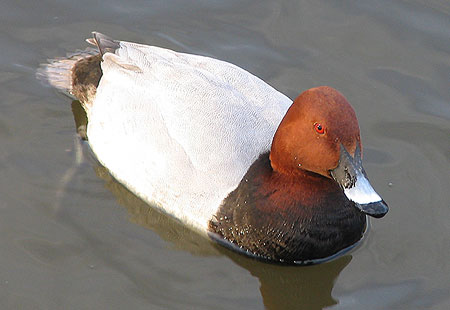 305-Commonpochard-450