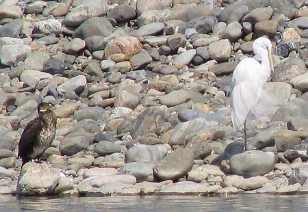 305-Cormorants-And-Egret2-450