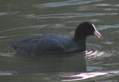 305-Eurasiancoot-450