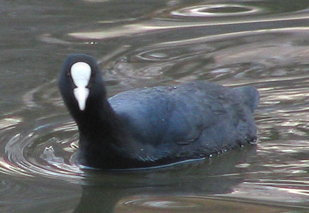 305-Eurasiancoot2-450