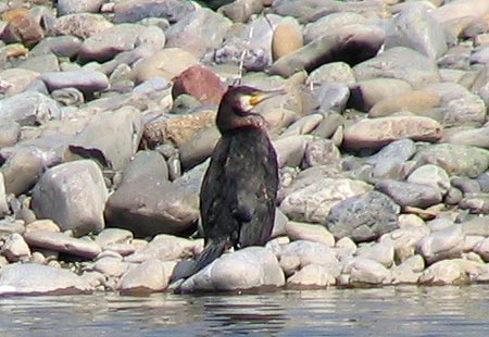 305-Japanesecormorant-450