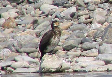 305-Japanesecormorant2-450