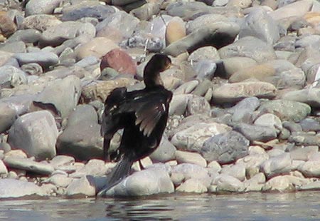 305-Japanesecormorant3-450