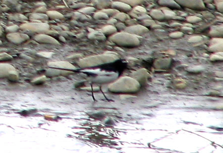 305-Japanesewagtail-450