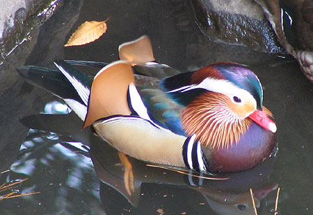 305-Mandarinduck1-450