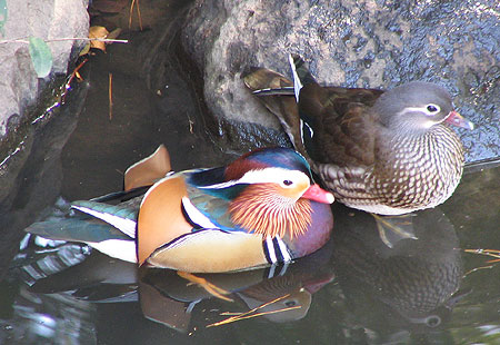 305-Mandarinduck2-450