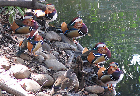 305-Mandarinduck3-450