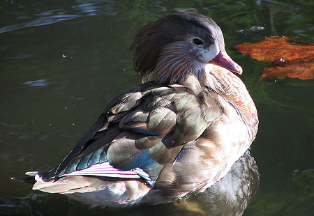 305-Mandarinducke-450